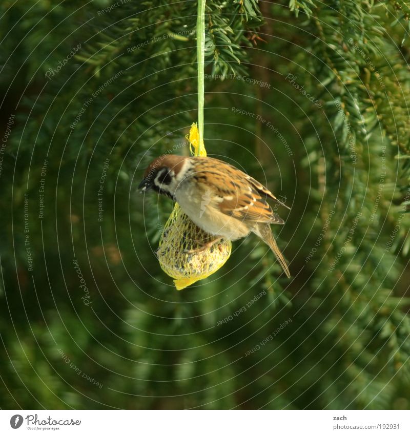 Wochenendeinkauf Natur Pflanze Tier Winter Baum Vogel Spatz Fressen füttern grün gefräßig Vogelfutter Nadelbaum Farbfoto Außenaufnahme Menschenleer