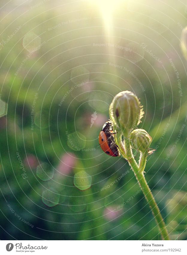 Alles Gute liegt vor dir Natur Sonnenaufgang Sonnenuntergang Sonnenlicht Frühling Sommer Schönes Wetter Blume Gras Wiese Käfer Marienkäfer 1 Tier Blühend