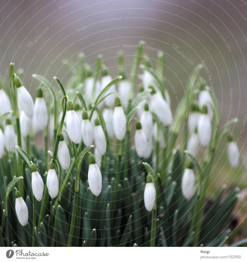 Schneeglöckchen mit geschlossenen Blüten Umwelt Natur Pflanze Frühling Schönes Wetter Blume Blatt Park Blühend hängen stehen Wachstum ästhetisch schön natürlich