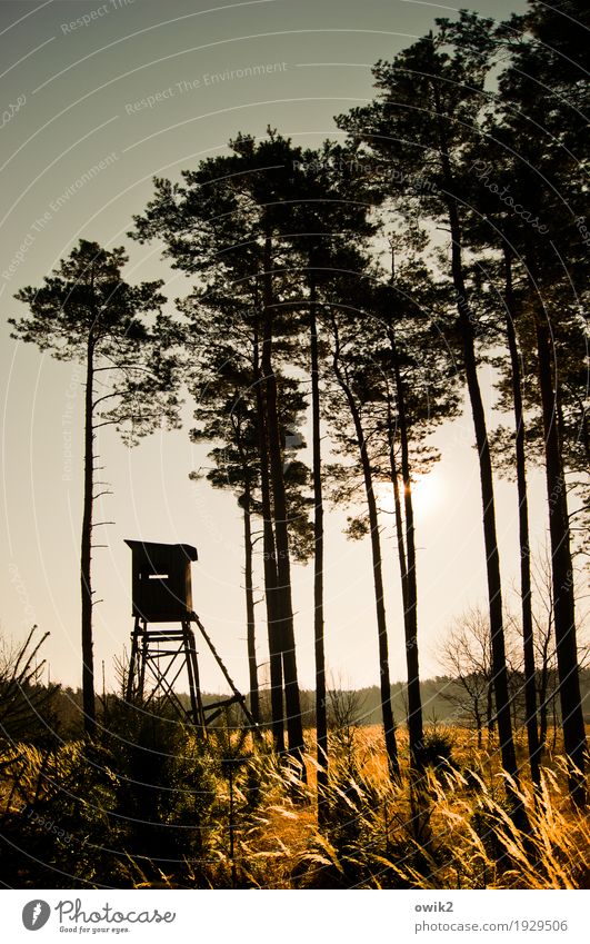 Standpunkt Umwelt Natur Landschaft Pflanze Wolkenloser Himmel Horizont Frühling Klima Schönes Wetter Baum Sträucher Wildpflanze Wald Jagdrevier Hochsitz Holz