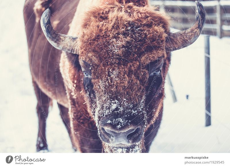 Wisent Bison Arbeit & Erwerbstätigkeit Beruf Arbeitsplatz Landwirtschaft Fleisch fleischproduktion Produktion Forstwirtschaft Tier Nutztier Wildtier Kuh Horn