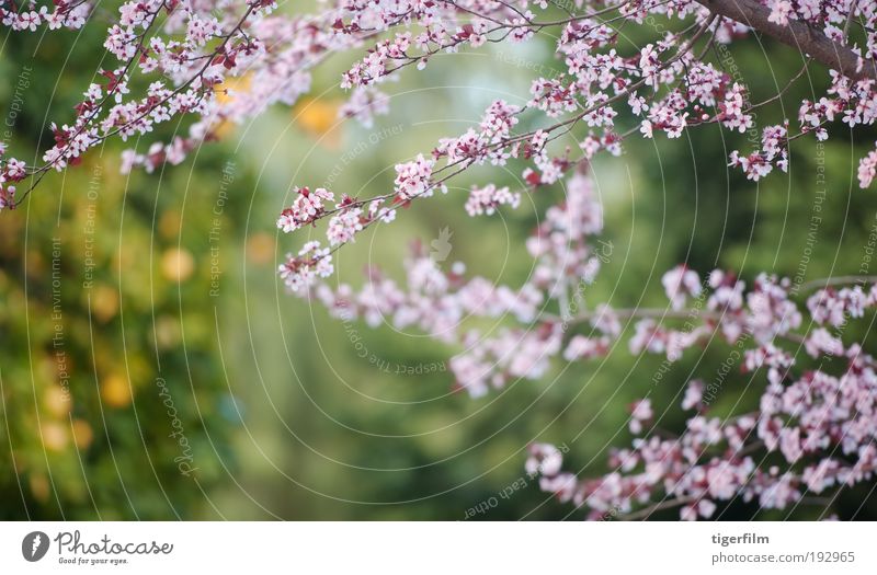 Blüte und Orange Baum Ast orange rosa Unschärfe Hintergrundbild schön Natur Blume Frühling Frühlingstag abstrakt Tiefe seicht Fokus Frucht