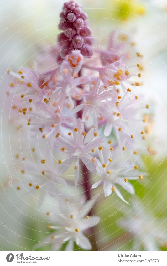 Schaumblüten (Tiarella) elegant Stil Design einrichten Dekoration & Verzierung Tapete Bild Postkarte Gartenbuch Buchcover Natur Pflanze Frühling Blume Blüte