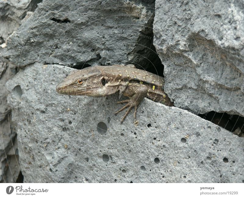 Echse Echte Eidechsen Echsen Drache Teneriffa Mauer Steinmauer Reptil