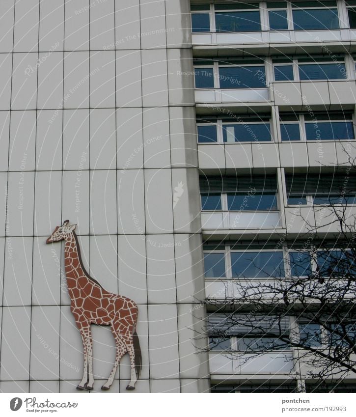 Eine Giraffe als Wegweiser für den Berliner  Zoo auf einem Plattenbau Baum Hauptstadt Haus Hochhaus Gebäude Fenster Balkon Tier 1 Dekoration & Verzierung