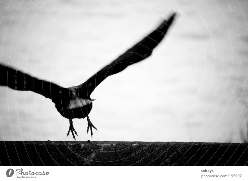 Abflug fliegen Rabenvögel Krähe Vogel Luftverkehr Schweben wegfahren Krallen Feder Tier Flügel Flucht Schwarzweißfoto Außenaufnahme Nahaufnahme