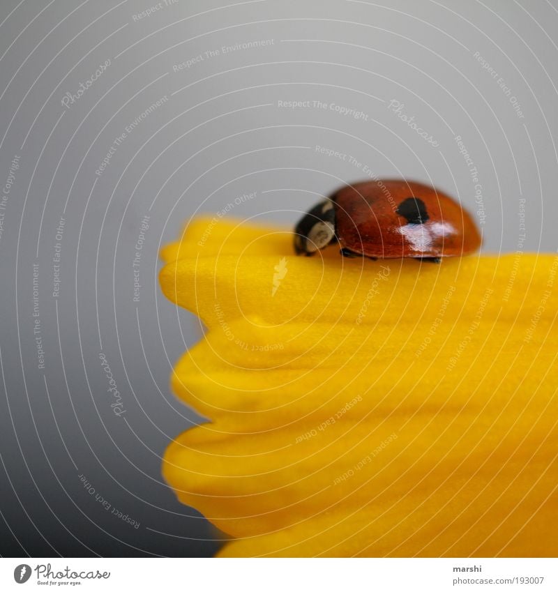 Warten auf Starterlaubnis Natur Frühling Sommer Pflanze Blume Tier Käfer 1 klein Marienkäfer rot gelb Gelbe Narzisse Blüte Blütenblatt Punkt warten Farbfoto