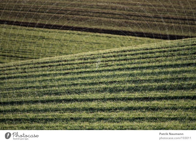 Landschaftslinien Sinnesorgane Erholung ruhig Ferne Freiheit Umwelt Natur Erde Klima Klimawandel Gras Feld Frühlingsgefühle Tatkraft anstrengen Ende stagnierend