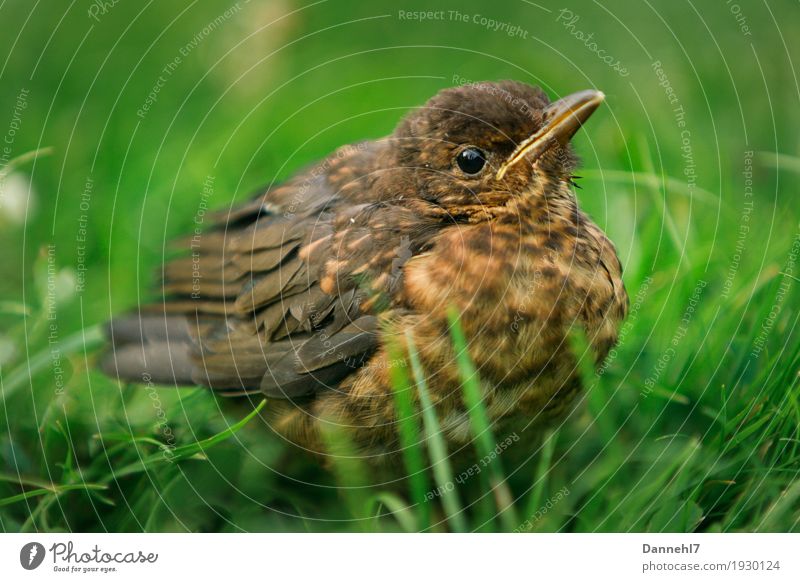 Dicker Vogel Natur Landschaft Frühling Gras Grünpflanze Tier Wildtier Flügel 1 frieren hocken dick Neugier niedlich braun grün Coolness Geborgenheit Tierliebe