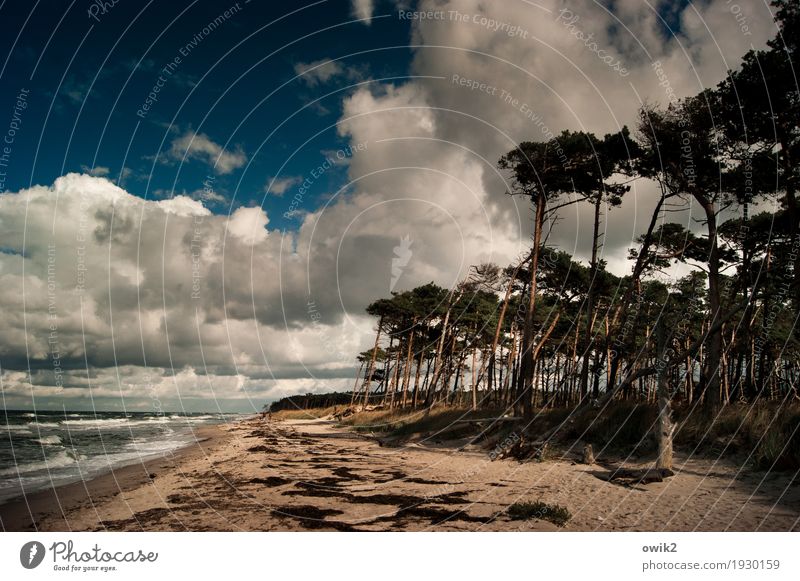 Beach Boys Freiheit Umwelt Natur Landschaft Pflanze Wasser Himmel Wolken Horizont Herbst Klima Schönes Wetter Wind Sturm Baum Gras Wildpflanze Windflüchter