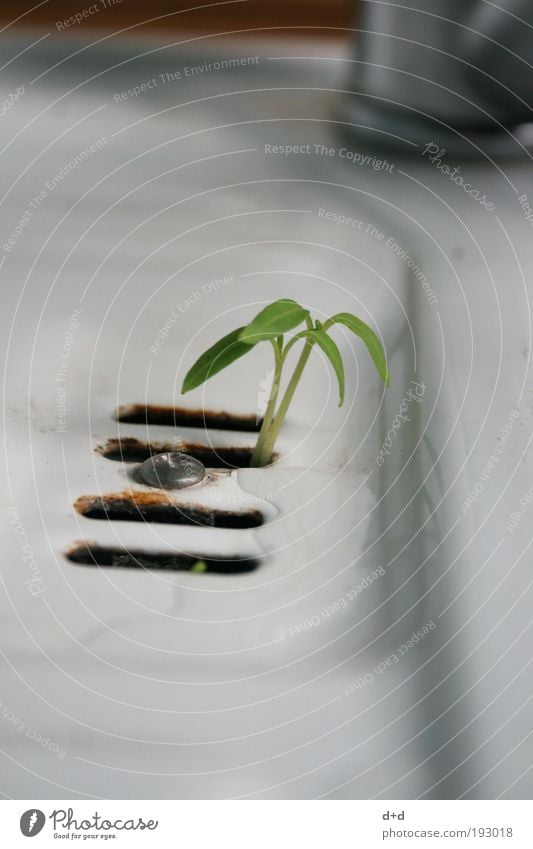 Y Pflanze Gras Wachstum dreckig grün Erfolg Durchbruch Brunnenkresse Kresse spülen Waschbecken Küchenspüle Abfluss Freiheit Blatt Erfolgsaussicht