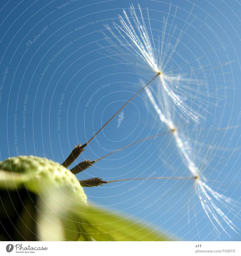 summertime Umwelt Natur Pflanze Himmel Wolkenloser Himmel Sommer Blume Blüte Löwenzahn dünn elegant gigantisch hell klein nah schön blau grün weiß Gefühle