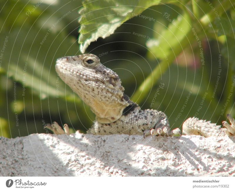 Gozilla Echte Eidechsen Tier Reptil Gekko