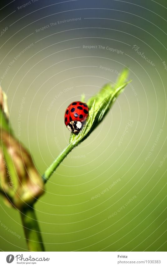 Marienkäfer sitz Tier Wildtier Käfer 1 sitzen authentisch schön grün rot schwarz Tierliebe friedlich achtsam Natur roter Käfer mit schwarzen Punkte ausruhen