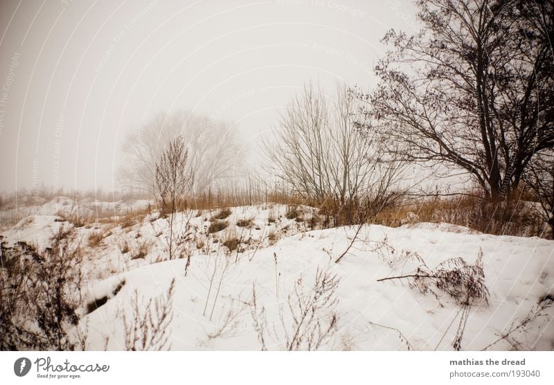 EIN GLÜCK IST ES VORBEI Umwelt Natur Landschaft Pflanze Horizont Winter schlechtes Wetter Nebel Eis Frost Schnee Baum Sträucher Wiese Feld Wald bedrohlich