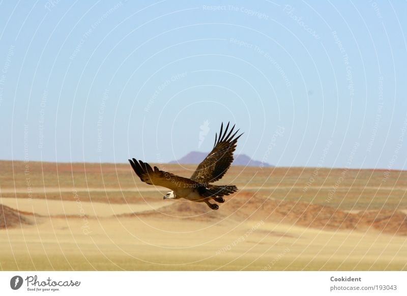 Auf der Jagd elegant Ferne Freiheit Natur Landschaft Wolkenloser Himmel Wüste Tier Vogel Flügel 1 fliegen frei Wachsamkeit jagdinstikt Farbfoto Außenaufnahme