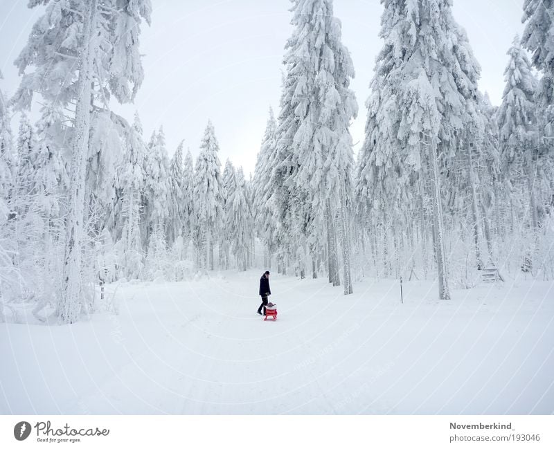 Leimholz Umwelt Natur Landschaft Himmel Winter Klima Wetter Schönes Wetter Eis Frost Schnee Baum Wald Thüringer Wald Thüringen Oberhof Stadt Oberhof Schlitten