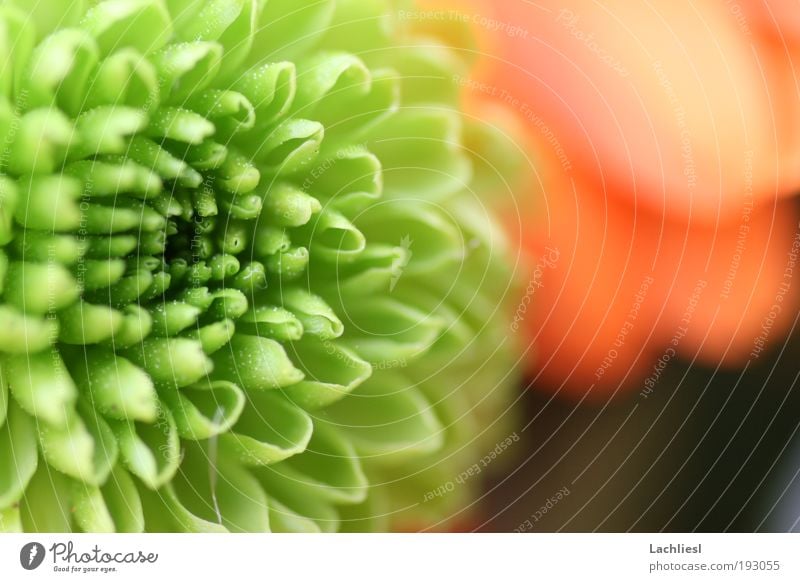 Santini Natur Pflanze Blume Blüte Chrysantheme Korbblütengewächs Blumenstrauß Freundlichkeit schön nah grün Frühlingsgefühle Farbe Idylle Perspektive Farbfoto