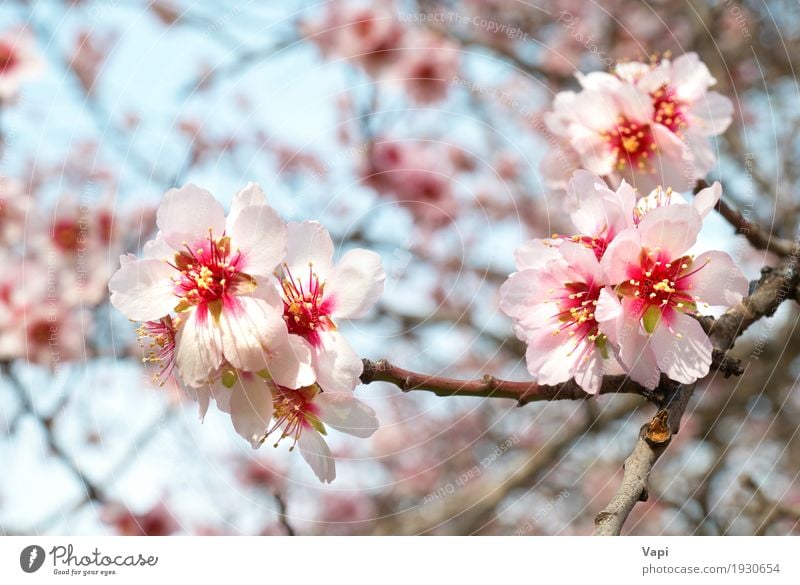 Die rosa Blumen des Mandelbaums Garten Umwelt Natur Pflanze Himmel Frühling Baum Blatt Blüte Grünpflanze Park frisch hell natürlich neu weich blau gelb orange