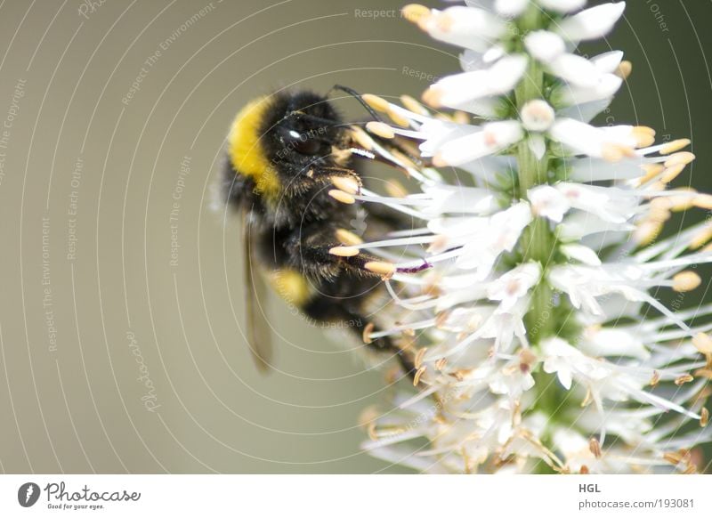 Hummel auf einer Blume Tier 1 Natur Umwelt Farbfoto Außenaufnahme Makroaufnahme Tag Sonnenlicht Schwache Tiefenschärfe