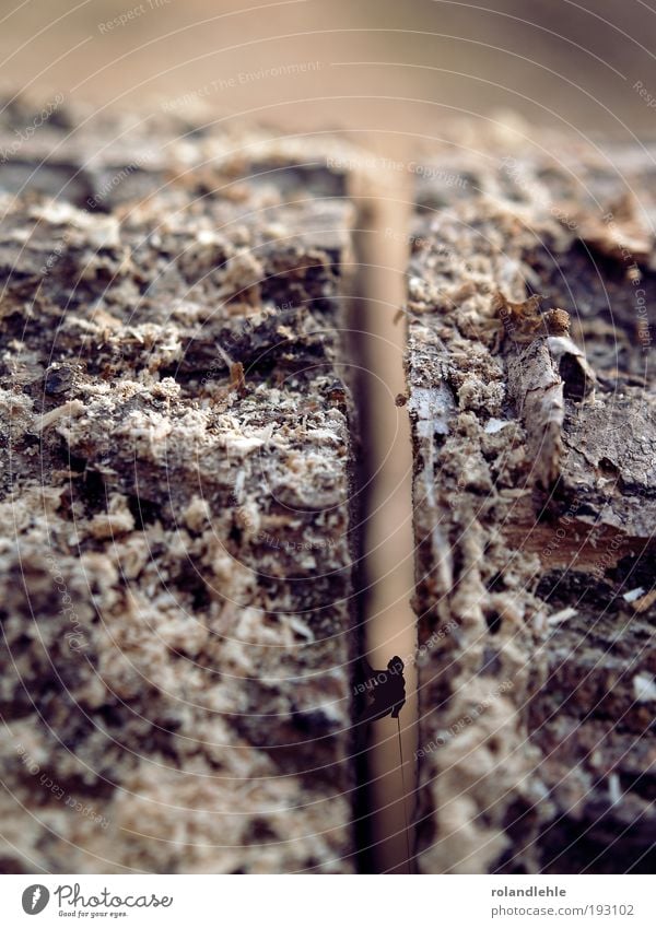 Steiler Weg Klettern Bergsteigen Natur Urelemente Herbst Baum Holz Farbfoto Gedeckte Farben Makroaufnahme