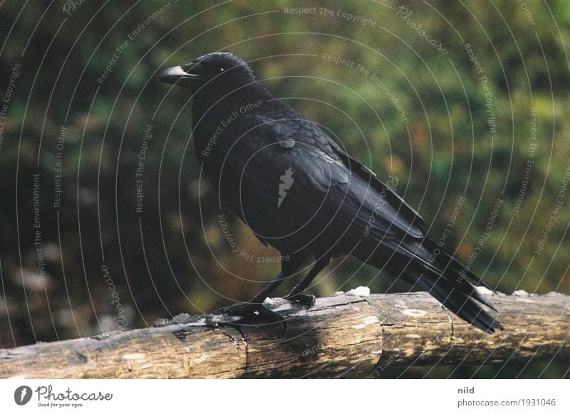 Zoobesucher Umwelt Natur Sträucher Park Tier Wildtier Vogel Rabenvögel Krähe 1 schwarz Feder Farbfoto Außenaufnahme Textfreiraum links Textfreiraum rechts Tag