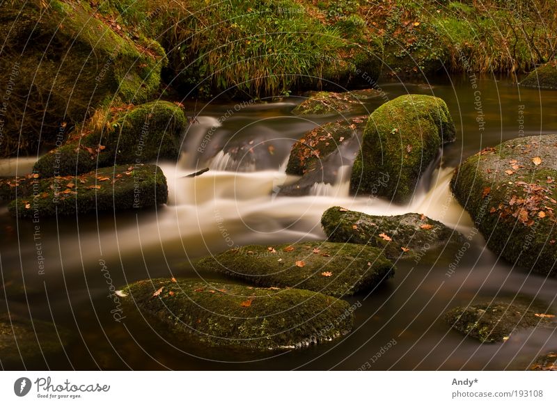 La mare aux fées Freizeit & Hobby Ferien & Urlaub & Reisen Tourismus Ausflug Ferne Frankreich Bretagne Finistere Huelgoat Landschaft Wasser Herbst Pflanze Gras