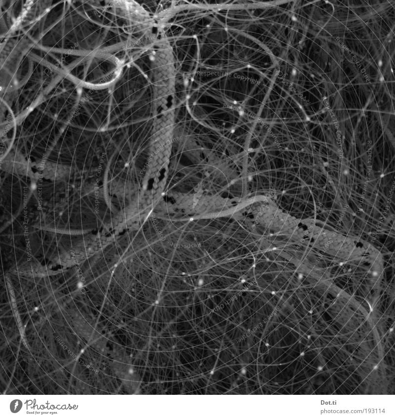 Feierabend für Fritz F. Beruf Knoten Netz Netzwerk Fischernetz Fischereiwirtschaft durcheinander entwirren Seil Schnur verknüpft Haufen dünn Gewirr