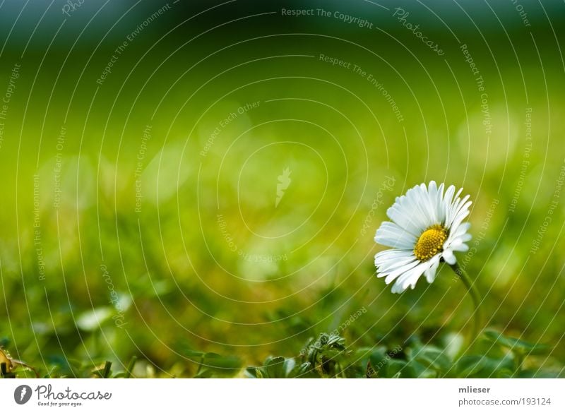 Lonely Gänseblümchen Natur Sonnenlicht Pflanze Blume Gras Sträucher Blüte außergewöhnlich einfach frei Freundlichkeit natürlich positiv schön gelb grün weiß