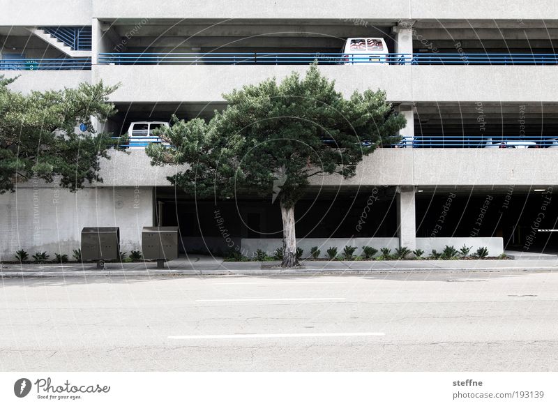 Park ihn, Sohn! Schönes Wetter Baum Tampa Florida USA Stadt Menschenleer Bahnhof Flughafen Parkhaus Verkehr Straßenverkehr Autofahren PKW Farbfoto