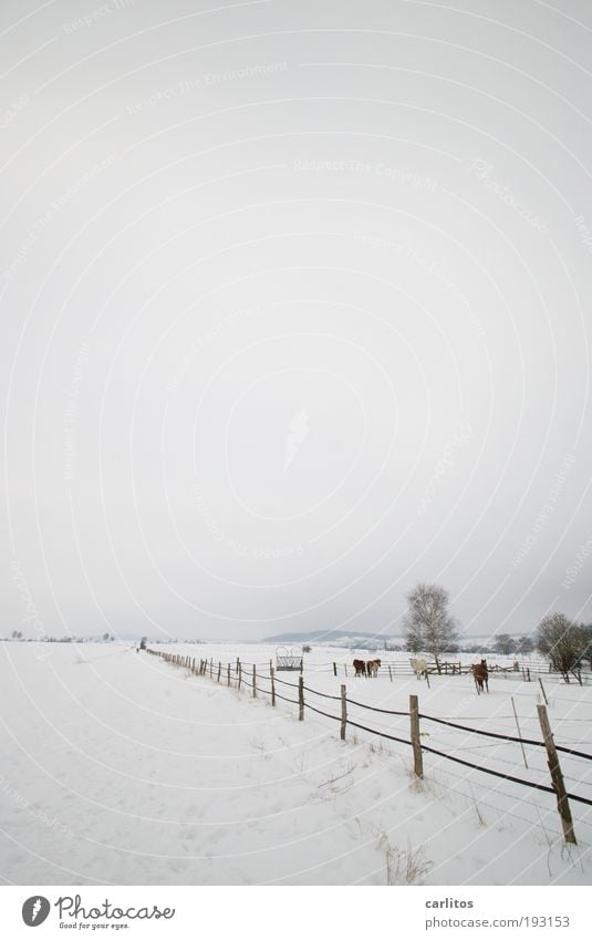 Ich will Sommer Landschaft Winter Eis Frost Schnee Sträucher Wiese Feld Tier Pferd frieren kalt grau weiß trösten geduldig ruhig Langeweile Traurigkeit Unlust