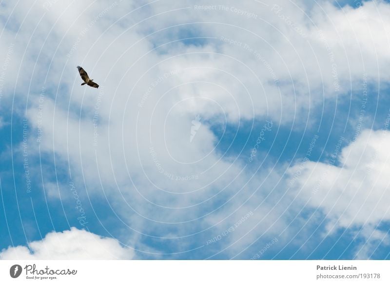 Herrscher der Lüfte Ferien & Urlaub & Reisen Ausflug Freiheit Sommer Meer Natur Luft Himmel Wolken Küste Strand Tier Vogel 1 fliegen Greifvogel blau weiß