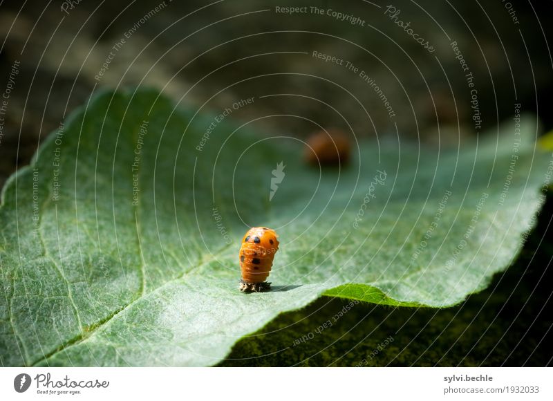 Metamorphose II Umwelt Natur Pflanze Tier Frühling Blatt Garten Wildtier Tierjunges Bewegung festhalten Wachstum grün orange geduldig Leben Beginn geheimnisvoll