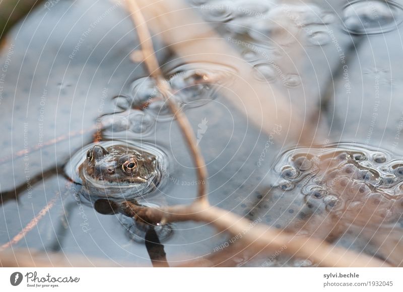 Wachposten Umwelt Natur Pflanze Tier Wasser Frühling Baum Seeufer Teich Wildtier Frosch Schwimmen & Baden sitzen nass schleimig Tapferkeit Sicherheit Schutz