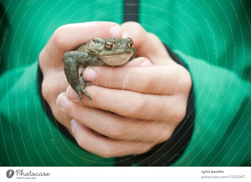 Die Welt gehört in Kinderhände Mensch Kindheit Leben Hand Jacke Tier Wildtier Frosch Tiergesicht festhalten Blick grün Mut Neugier Glätte Kröte Krötenwanderung