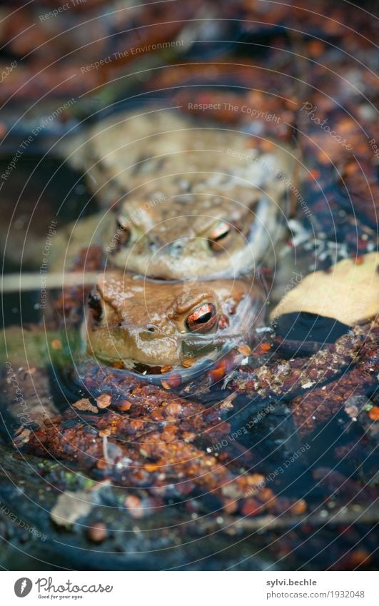 "Zweierschaft" harmonisch Wohlgefühl Zufriedenheit Schwimmen & Baden Umwelt Natur Pflanze Tier Wasser Frühling Seeufer Teich Wildtier Frosch 2 Tierpaar berühren