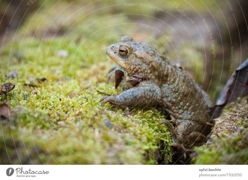 kurze Pause Umwelt Natur Pflanze Tier Frühling Klima Moos Wildtier Frosch 1 Holz Blick sitzen braun grün achtsam Wachsamkeit ruhig Erschöpfung Einsamkeit