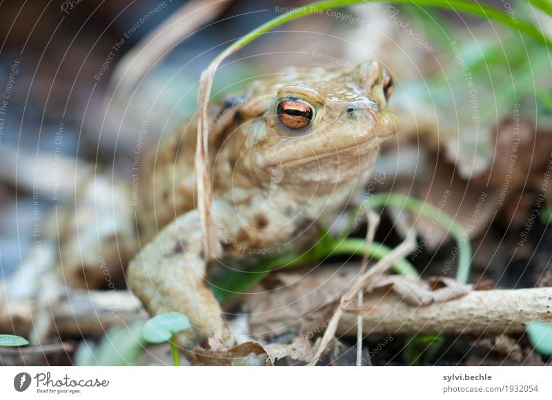 Froschperspektive Umwelt Natur Pflanze Tier Frühling Gras Blatt Wald Küste Seeufer Wildtier Tiergesicht 1 sitzen wandern warten schleimig braun Wachsamkeit