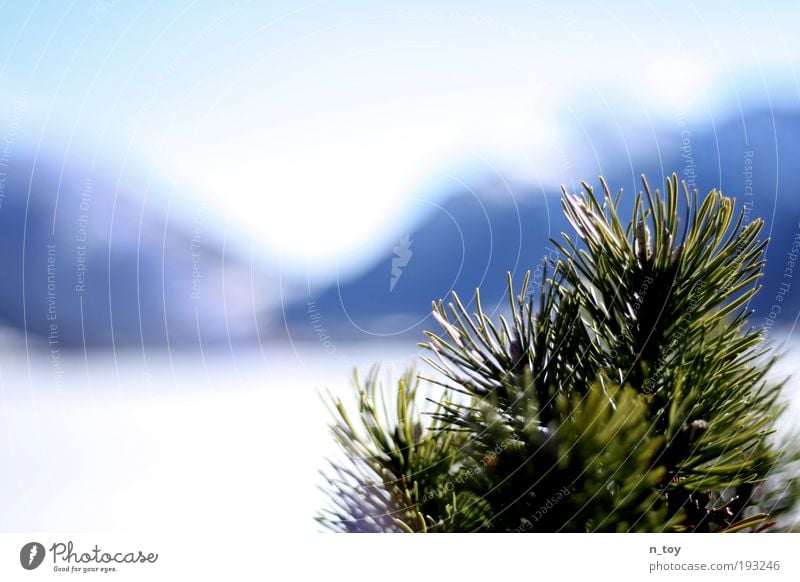 winter ends Natur Landschaft Wasser Sonnenlicht Winter Schönes Wetter Eis Frost Schnee Baum Sträucher Alpen Berge u. Gebirge Schneebedeckte Gipfel See atmen