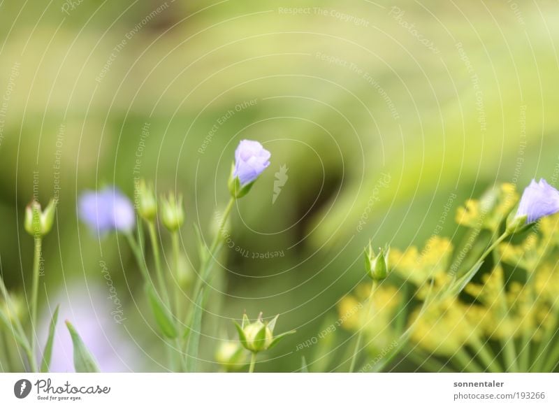 blühmelein Leben Natur Pflanze Sommer Schönes Wetter Blume Gras Blatt Blüte dünn frisch blau gelb grün Fröhlichkeit Lebensfreude Frühlingsgefühle Verliebtheit