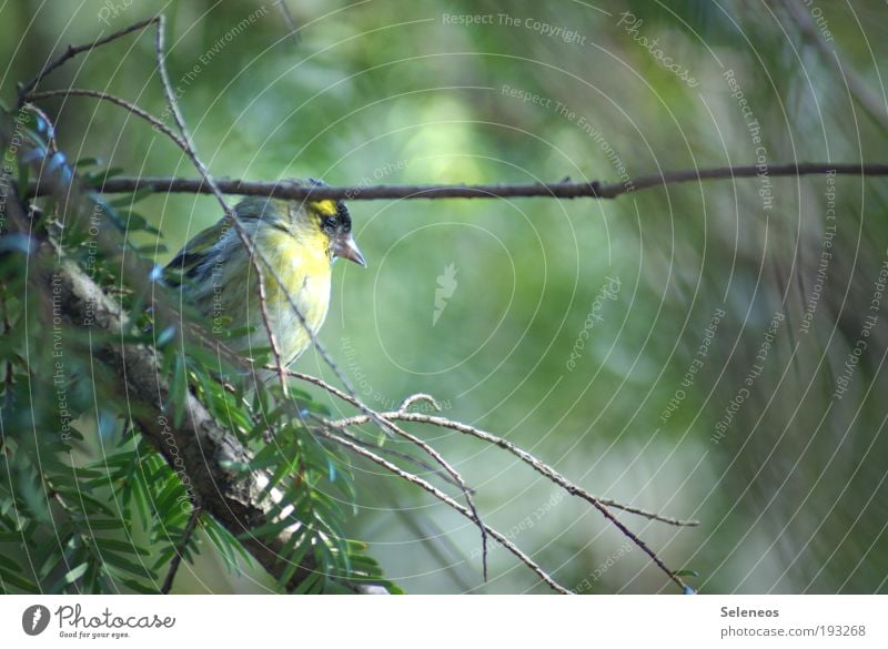 Eckdaten Umwelt Natur Landschaft Pflanze Tier Klima Schönes Wetter Baum Blatt Grünpflanze Garten Park Vogel Tiergesicht Flügel 1 beobachten eckig wild