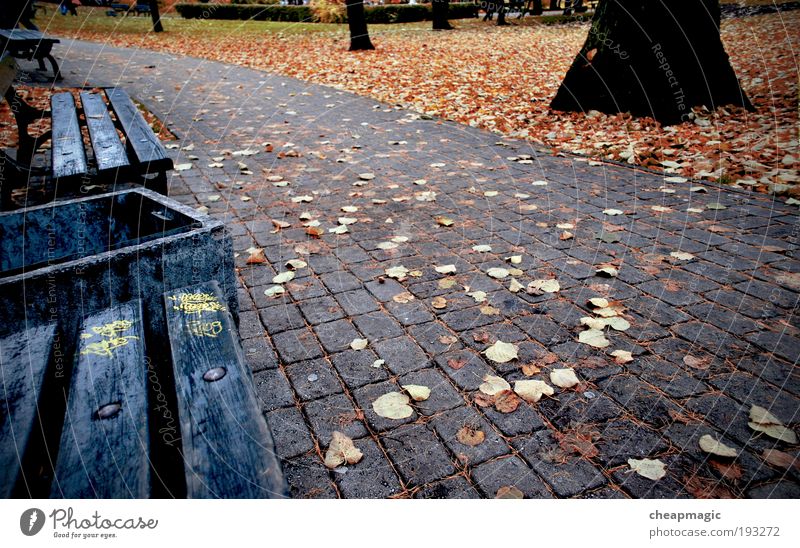 Herbst Natur Pflanze Blatt Park Straße Stimmung Geborgenheit Farbfoto Außenaufnahme Menschenleer Tag