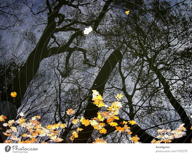 November Natur Pflanze Wasser Winter Baum Eiche Teich verblüht kalt nass blau braun gelb schwarz Vergänglichkeit Blatt Eichenblatt Farbfoto Gedeckte Farben