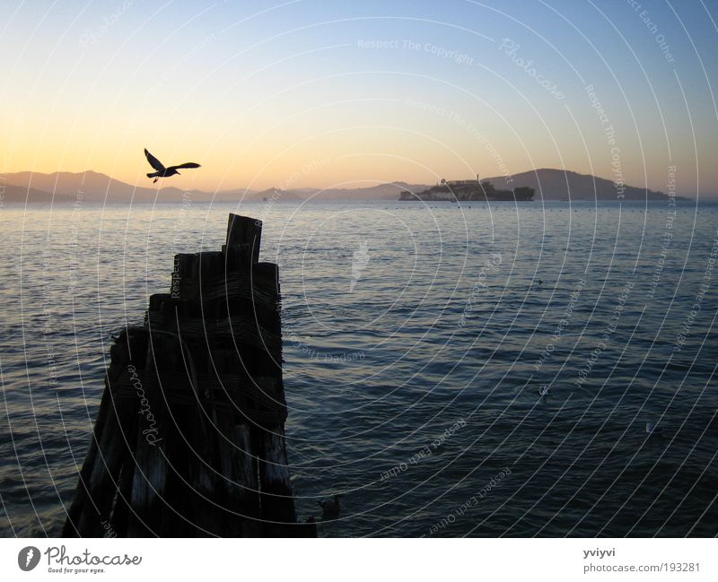 Alcatraz Natur Tier Vogel 1 Stimmung Optimismus San Francisco Farbfoto Außenaufnahme Dämmerung Zentralperspektive