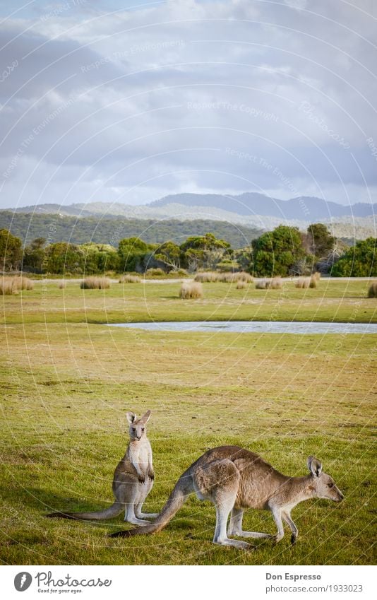 Narawntapu-Nationalpark Ferien & Urlaub & Reisen Abenteuer Ferne Freiheit Safari Expedition Camping Umwelt Natur Landschaft Pflanze Tier Wolken Wildtier 2