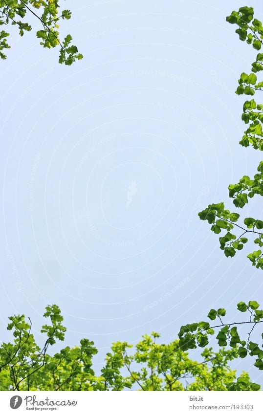 DRUMRUM Umwelt Natur Pflanze Luft Himmel Wolkenloser Himmel Frühling Sommer Klima Blatt Grünpflanze Frühlingsgefühle ruhig Kranz Rahmen Strukturen & Formen