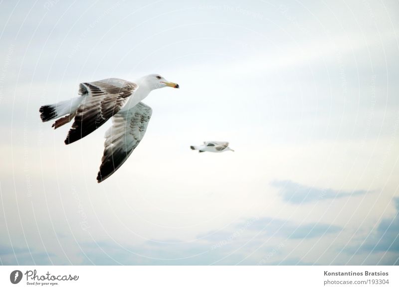 Flügelschlag Freiheit Natur Himmel Wolken Sommer Vogel 2 Tier fliegen frei weich Zufriedenheit Ziel Möwe Schweben Farbfoto Außenaufnahme Luftaufnahme