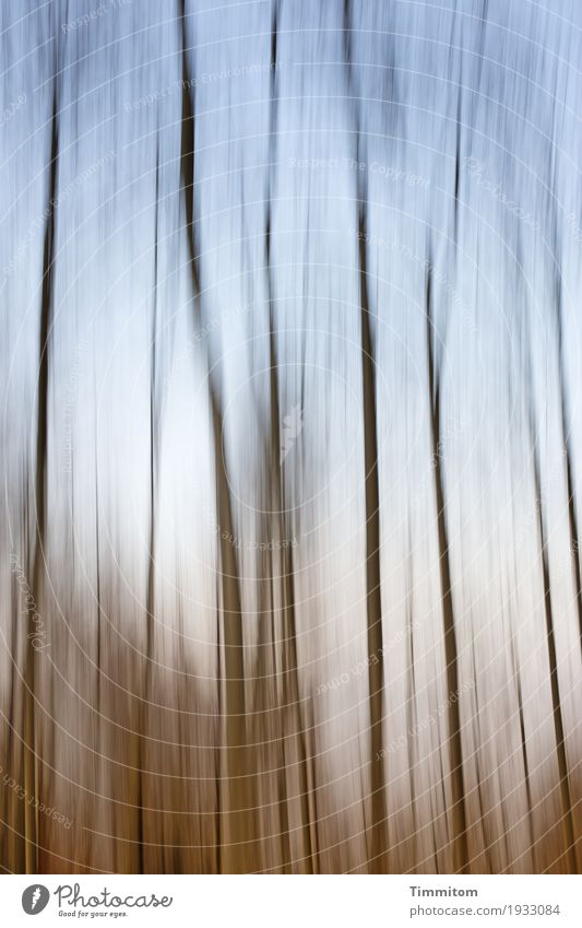 Herbstliche Hochgewächse. Umwelt Natur Pflanze Himmel Schönes Wetter Baum Wald Holz Wachstum ästhetisch elegant natürlich blau braun leicht hoch kahl Unschärfe