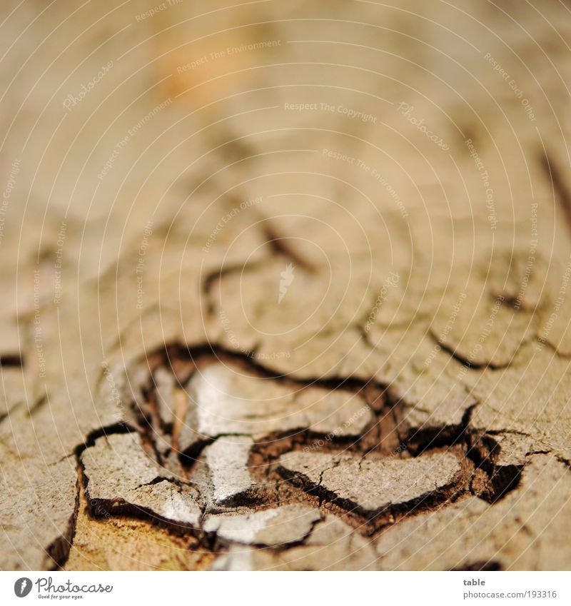 *knuuuuutsch* . . . Freude Wohlgefühl Zufriedenheit Natur Pflanze Baum Holz Zeichen Herz Liebe natürlich braun Gefühle Glück Lebensfreude Vertrauen Sicherheit