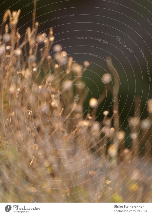 Vertrocknete Blumen im Herbst Umwelt Natur Pflanze Gras Blatt Blüte Trockenblume trocken Tod verdorrt standhaft Feld Insel Sardinien alt schaukeln stehen